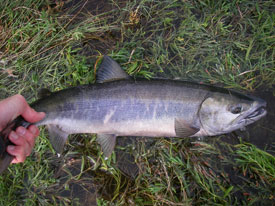 Native Trout Fly Fishing