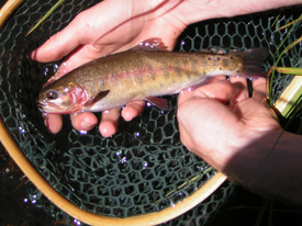 Native Trout Fly Fishing