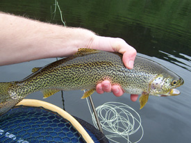 Native Trout Fly Fishing