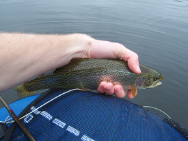 Native Trout Fly Fishing