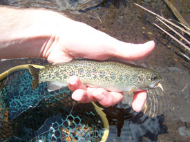 Native Trout Fly Fishing