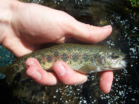 Native Trout Fly Fishing