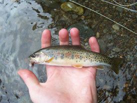 Native Trout Fly Fishing