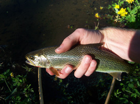 Native Trout Fly Fishing