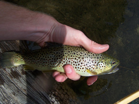 Native Trout Fly Fishing