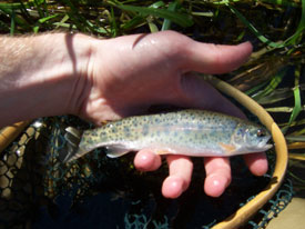 Native Trout Fly Fishing