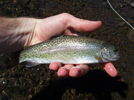 Native Trout Fly Fishing