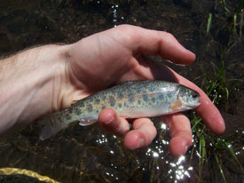Native Trout Fly Fishing