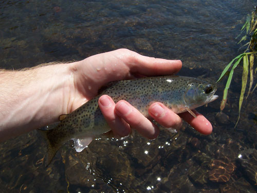 Native Trout Fly Fishing
