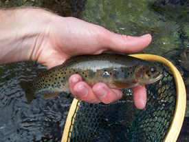 Native Trout Fly Fishing