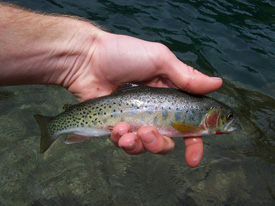 Native Trout Fly Fishing