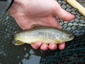 Native Trout Fly Fishing
