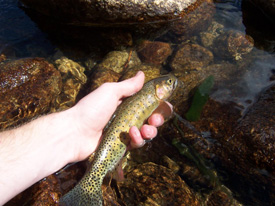 Native Trout Fly Fishing