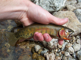 Native Trout Fly Fishing