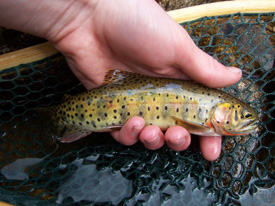 Native Trout Fly Fishing