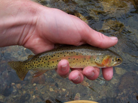 Native Trout Fly Fishing