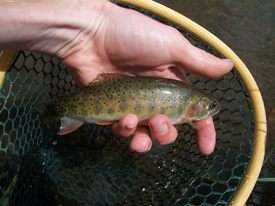 Native Trout Fly Fishing