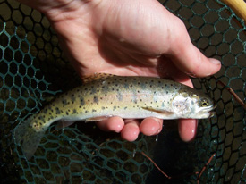Native Trout Fly Fishing
