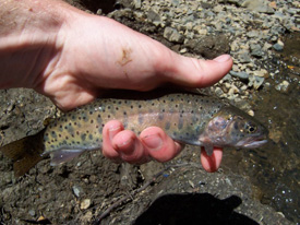 Native Trout Fly Fishing