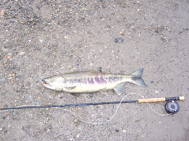Native Trout Fly Fishing