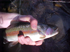 Native Trout Fly Fishing