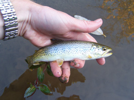Native Trout Fly Fishing