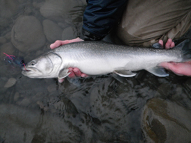 Native Trout Fly Fishing