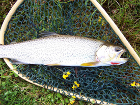 Native Trout Fly Fishing