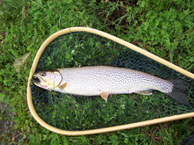 Native Trout Fly Fishing