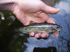 Native Trout Fly Fishing