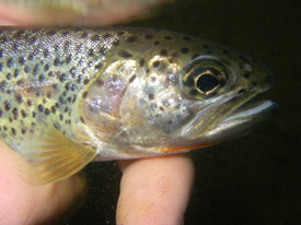 Native Trout Fly Fishing