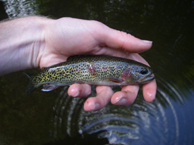Native Trout Fly Fishing