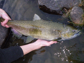 Native Trout Fly Fishing