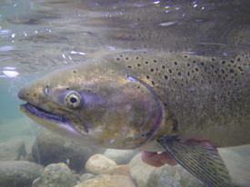 Native Trout Fly Fishing