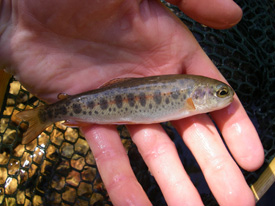 Native Trout Fly Fishing