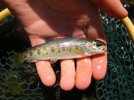 Native Trout Fly Fishing