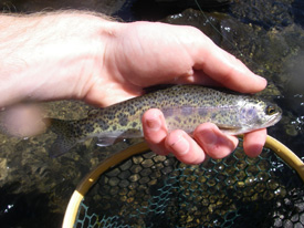 Native Trout Fly Fishing