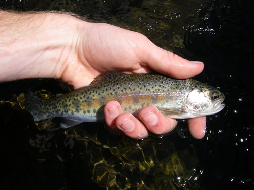 Native Trout Fly Fishing