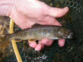 Native Trout Fly Fishing