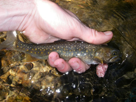 Native Trout Fly Fishing