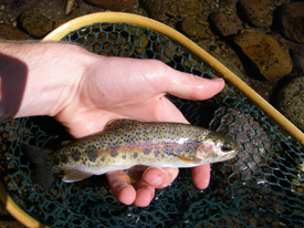 Native Trout Fly Fishing