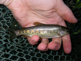 Native Trout Fly Fishing