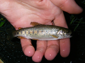 Native Trout Fly Fishing