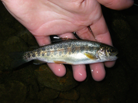 Native Trout Fly Fishing