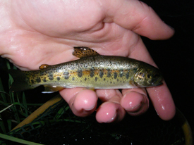 Native Trout Fly Fishing