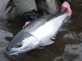 Native Trout Fly Fishing