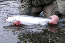Native Trout Fly Fishing