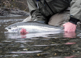 Native Trout Fly Fishing