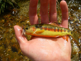 Native Trout Fly Fishing
