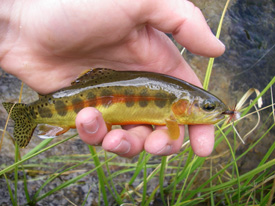 Native Trout Fly Fishing